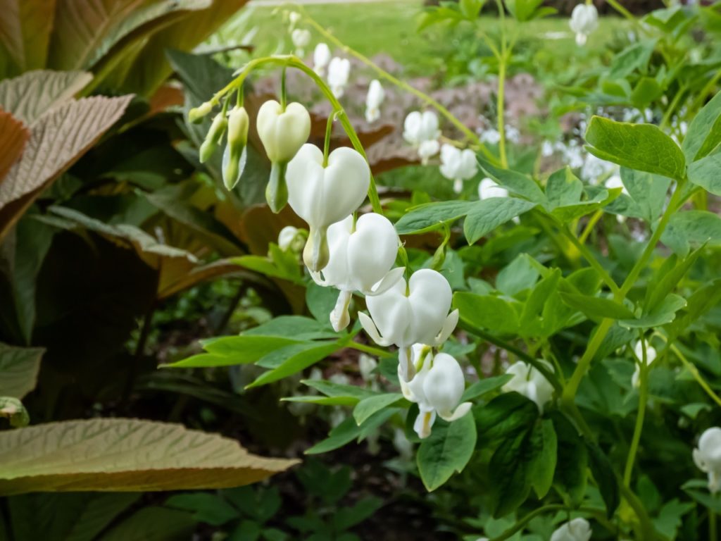 D. spectabilis 'Alba' shrub with heart-shaped tepals hanging from arching green stems