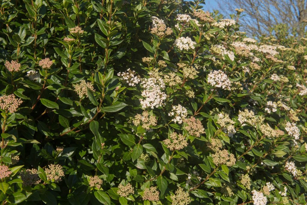 laurustinus 'eva price' shrub with evergreen ovate leaves and tiny white and cream flowers