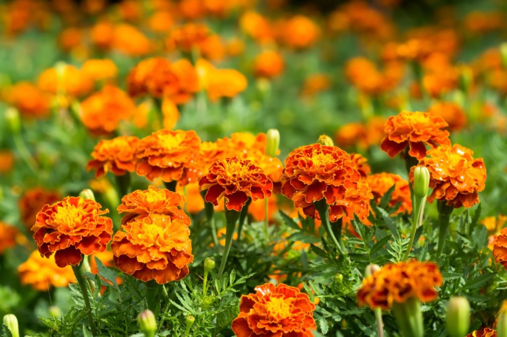 orange flowering tagetes patula