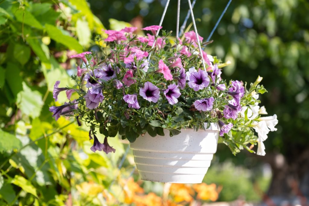 a white hanging container full of pink and purple petunia flowers