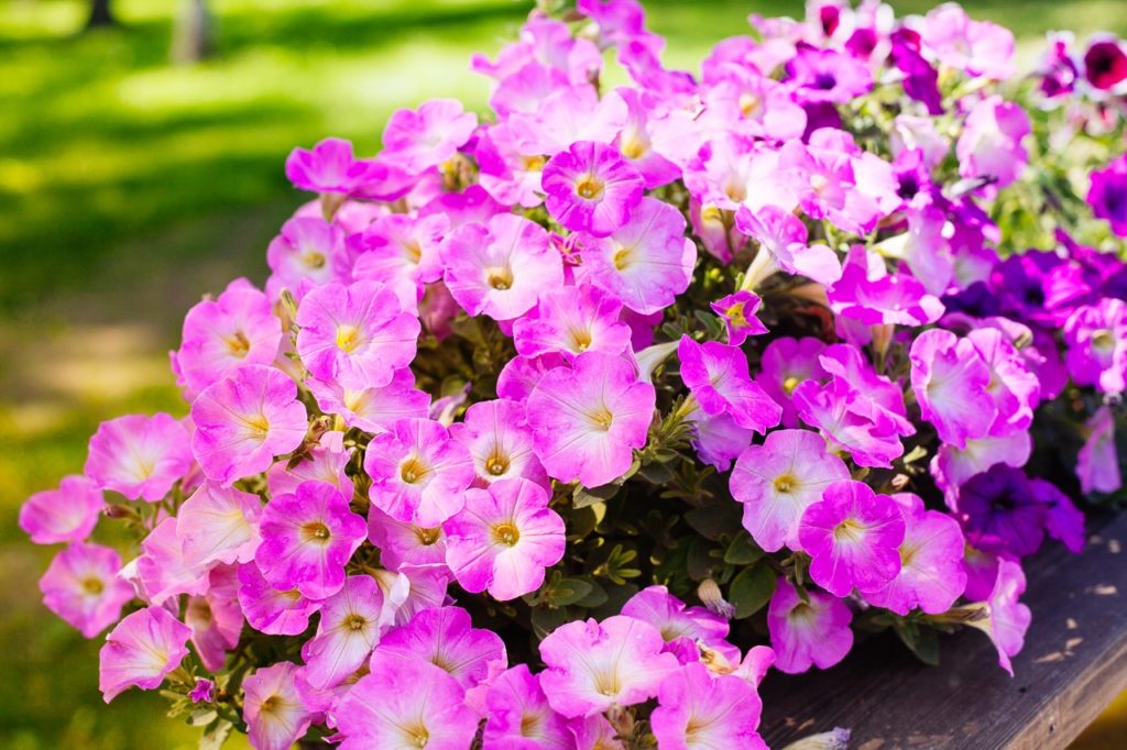 pink petunias with tubular flowers and tiny green ovate leaves