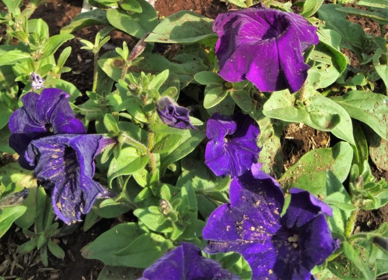 How To Revive Leggy Petunias Horticulture.co.uk