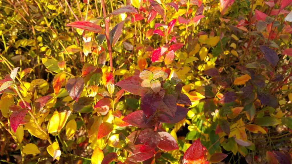 red and green ovate leaves branching out from the stems of a blueberry bush in autumn
