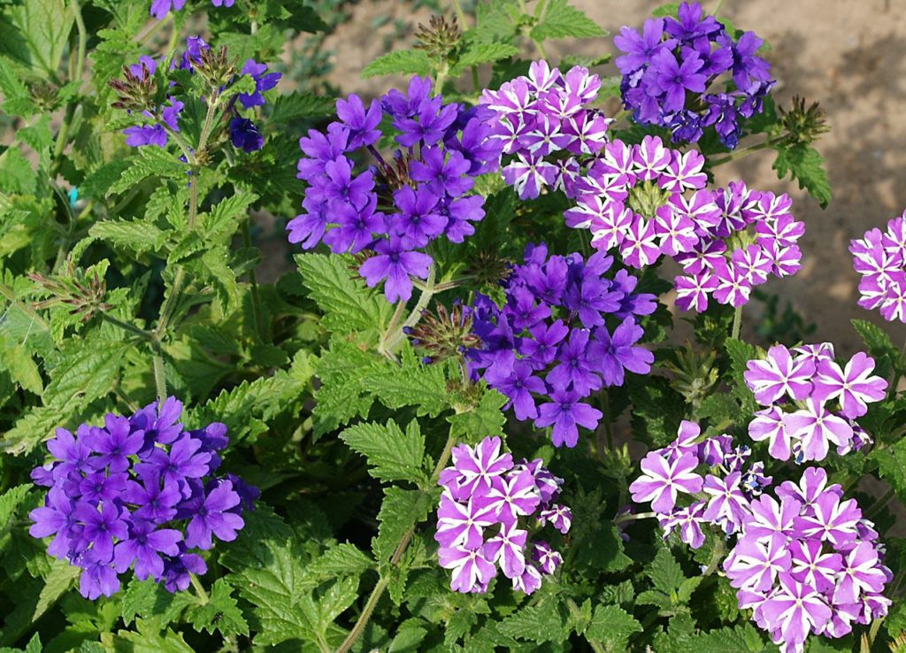 purple verbenas with green foliage in two distinct styles