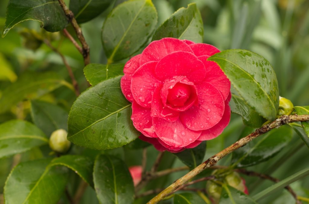 a single pink camellia flower covered in water droplets
