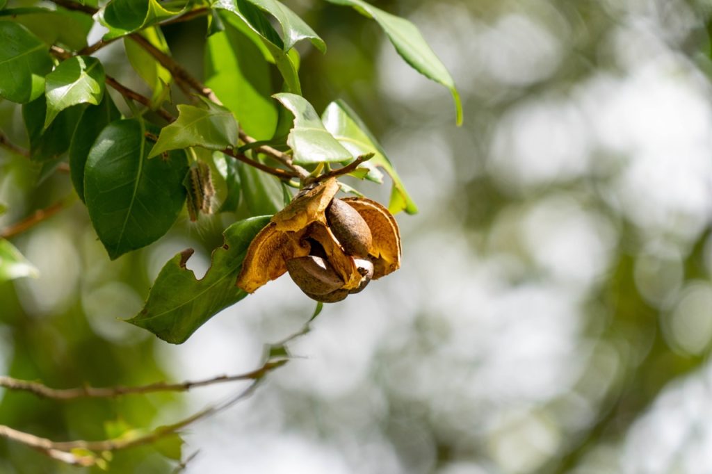 a brown seed pod at the end of a camellia shrub that has finished flowering ready to be harvested from the plant for sowing