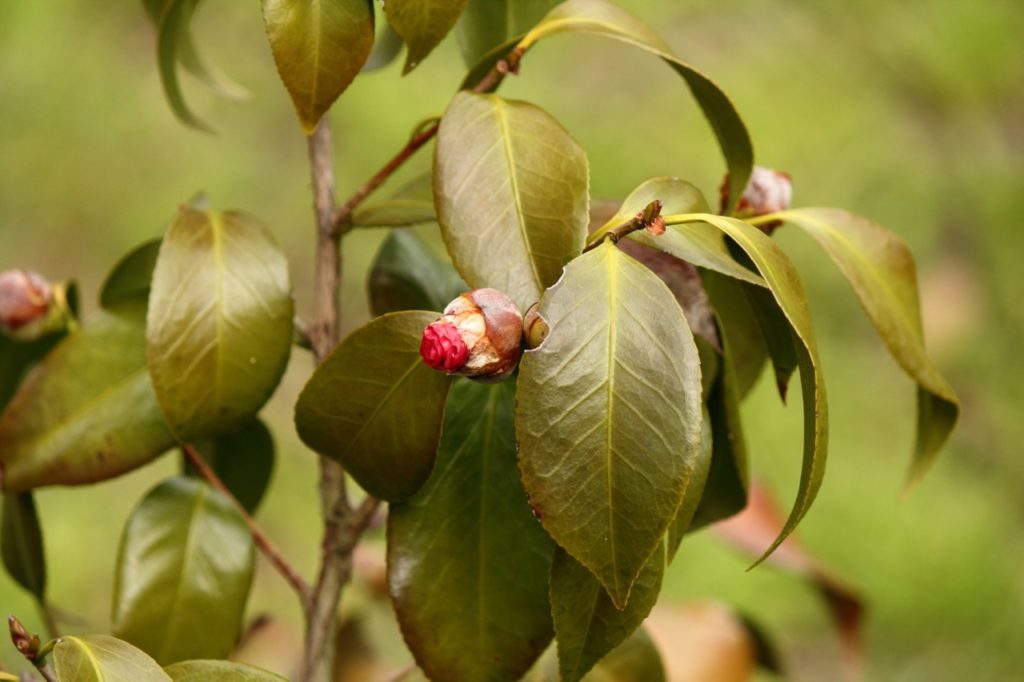 the drooping and browning ovate leaves and withered buds of a camellia shrub