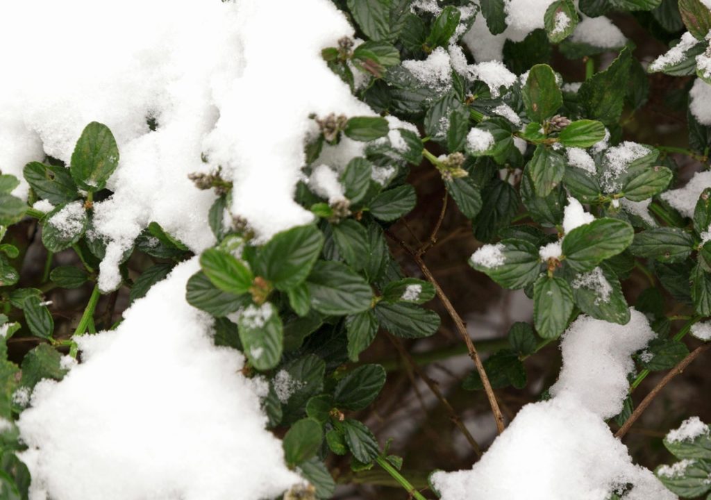 the waxy ovate leaves of a ceanothus bush covered in fresh snow