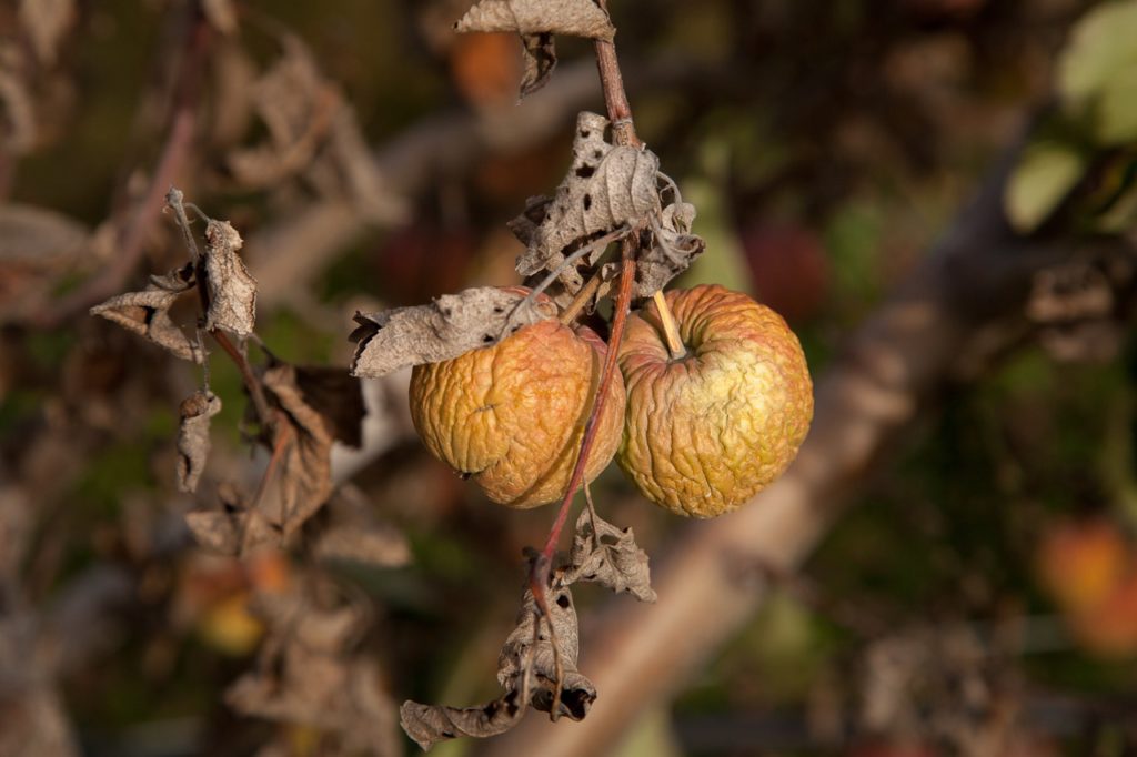 shrivelled up apples on an apple tree with brown, dead curling leaves also hanging from the same branch