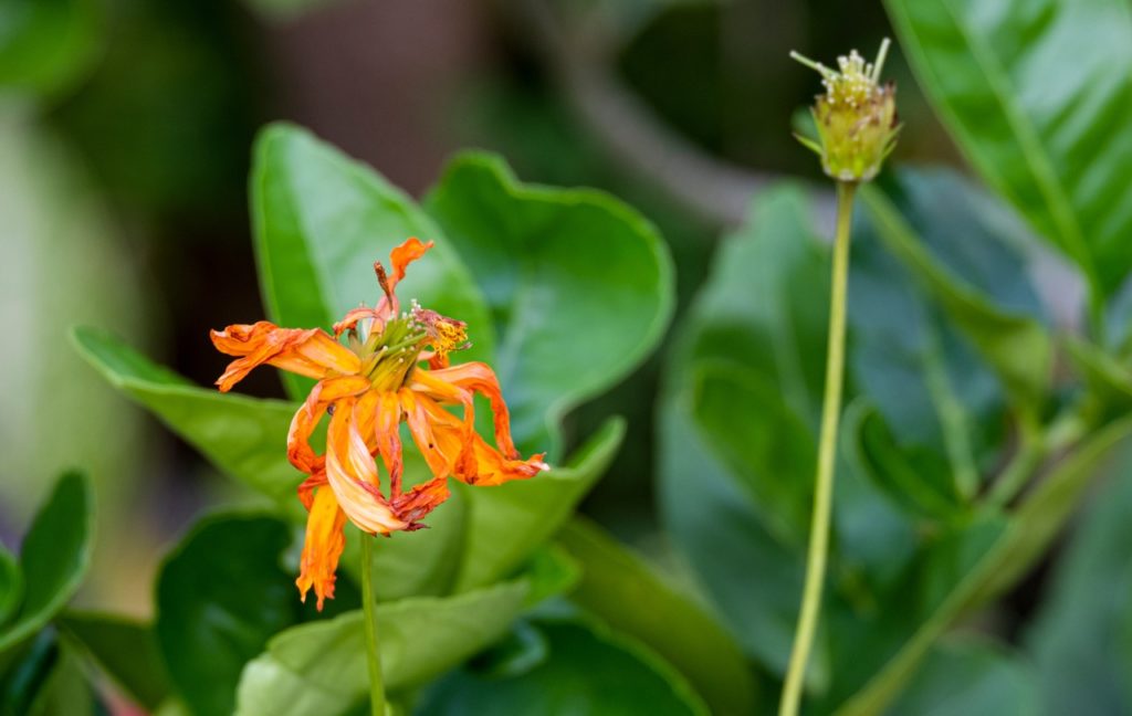 the withering bloom of an orange cosmos flower growing on top of a tall stem