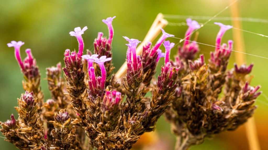 pink flowering verbena plants that are turning brown and forming seed pods, ready to be deadheaded