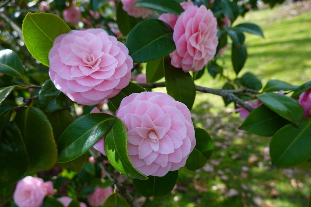ornmate pink flowers from a C. japonica shrub