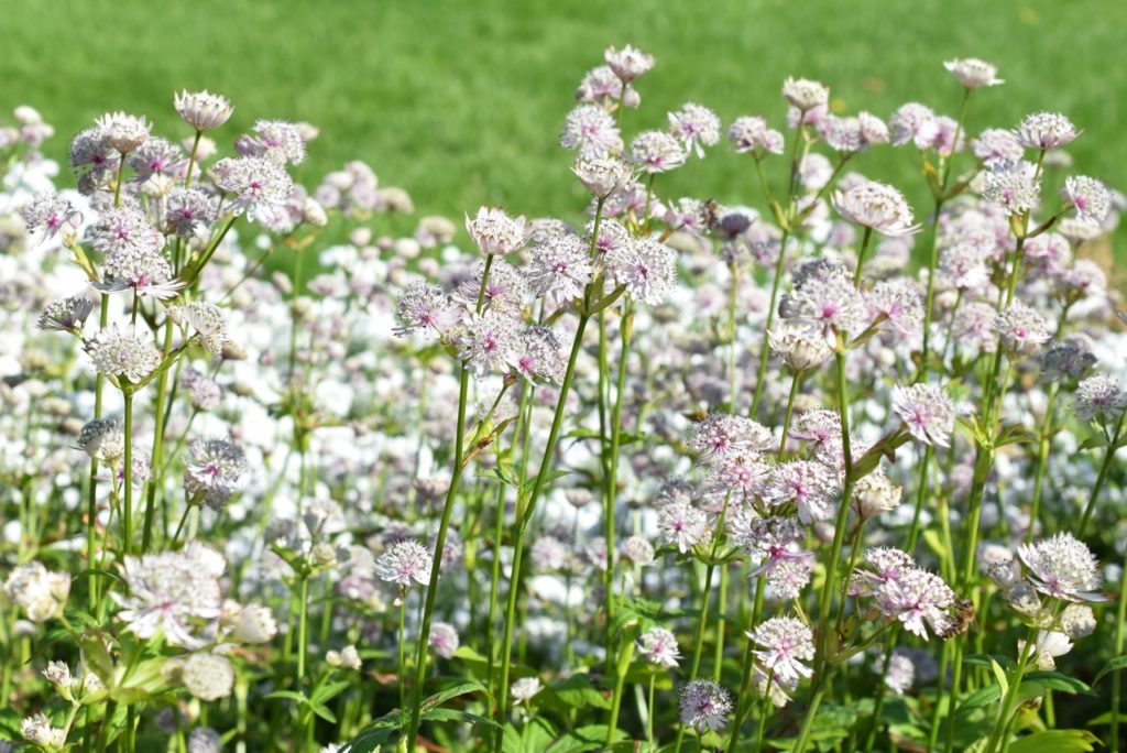 white astrantia flowers bobbing atop of long stems in a large drift 