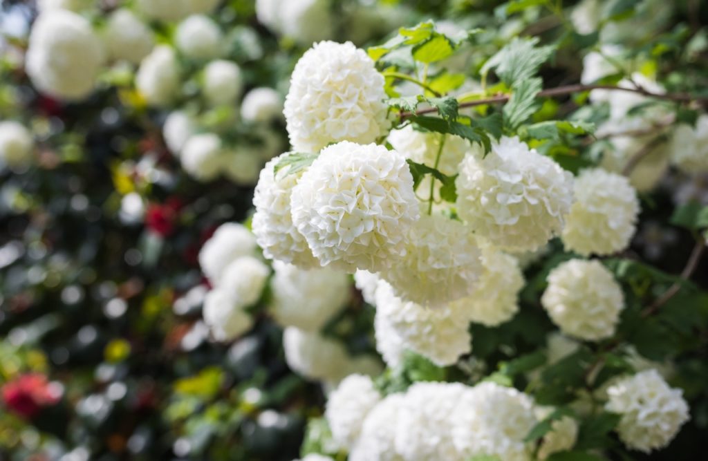 globular clusters of creamy-white blooms hanging from a branch of a red guelder rose