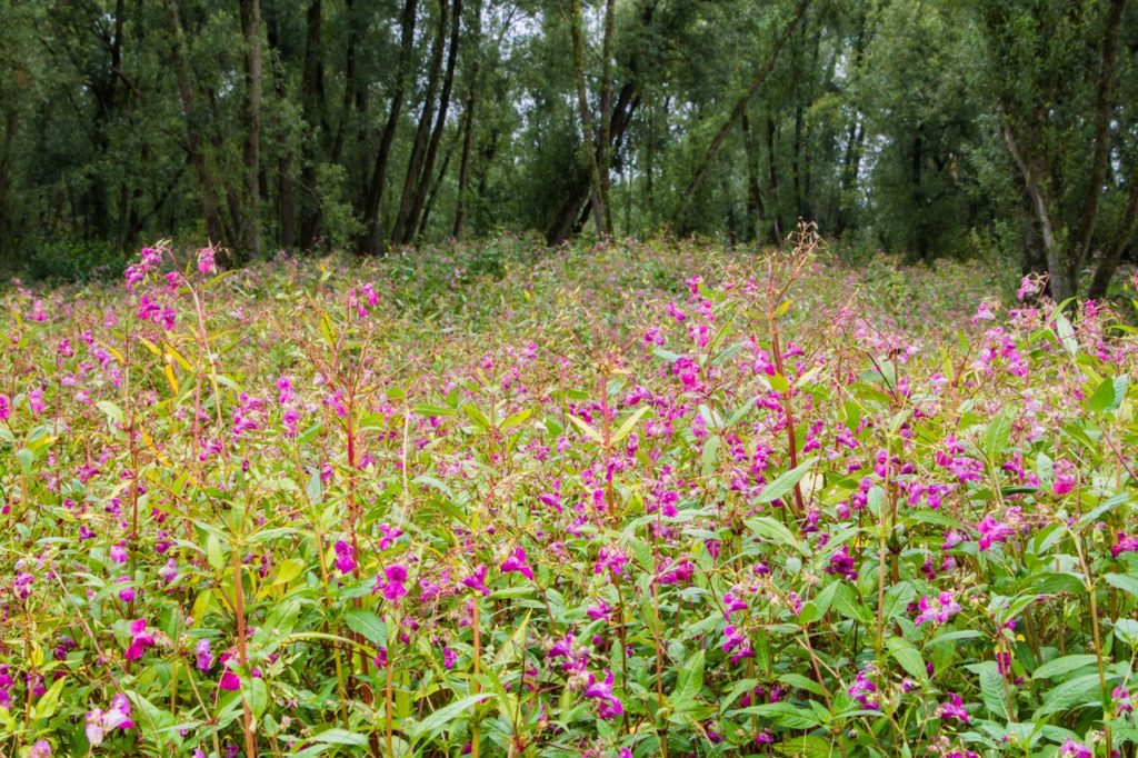 wild Impatiens glandulifera in woodland with red stems adorned in bright pink flowers