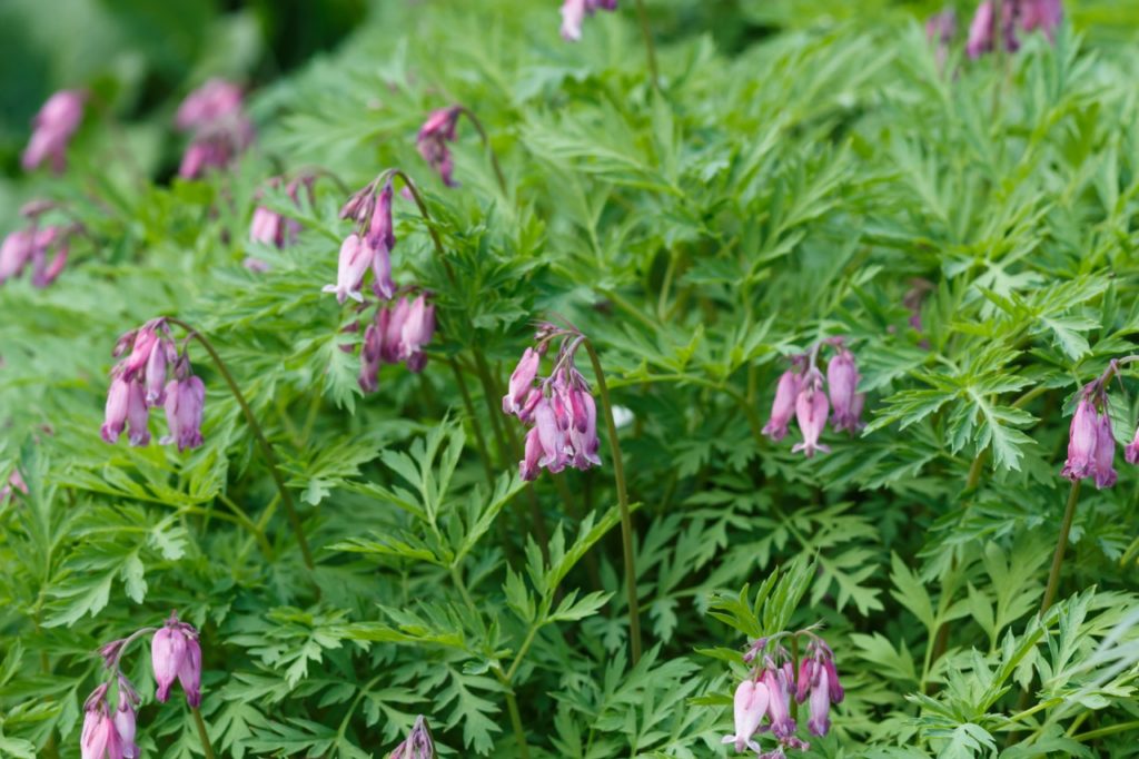 wilting, heart-shaped pink flowers from a bleeding hearts plant