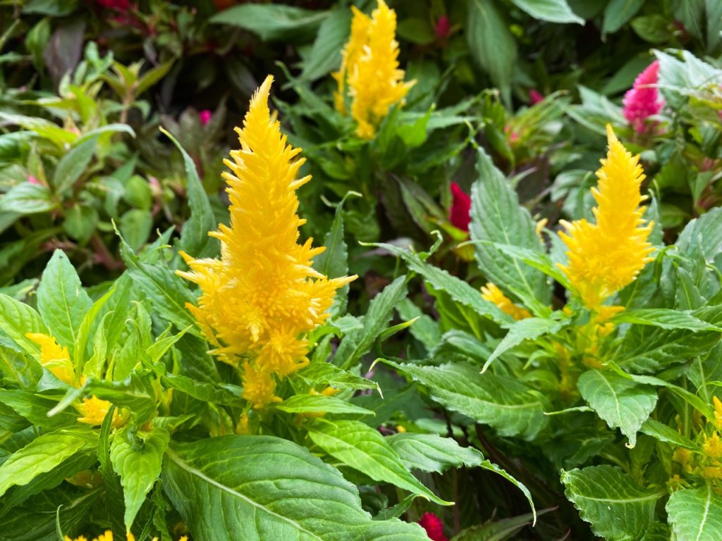 fuzzy yellow flowers and green leaves from a celosia plant