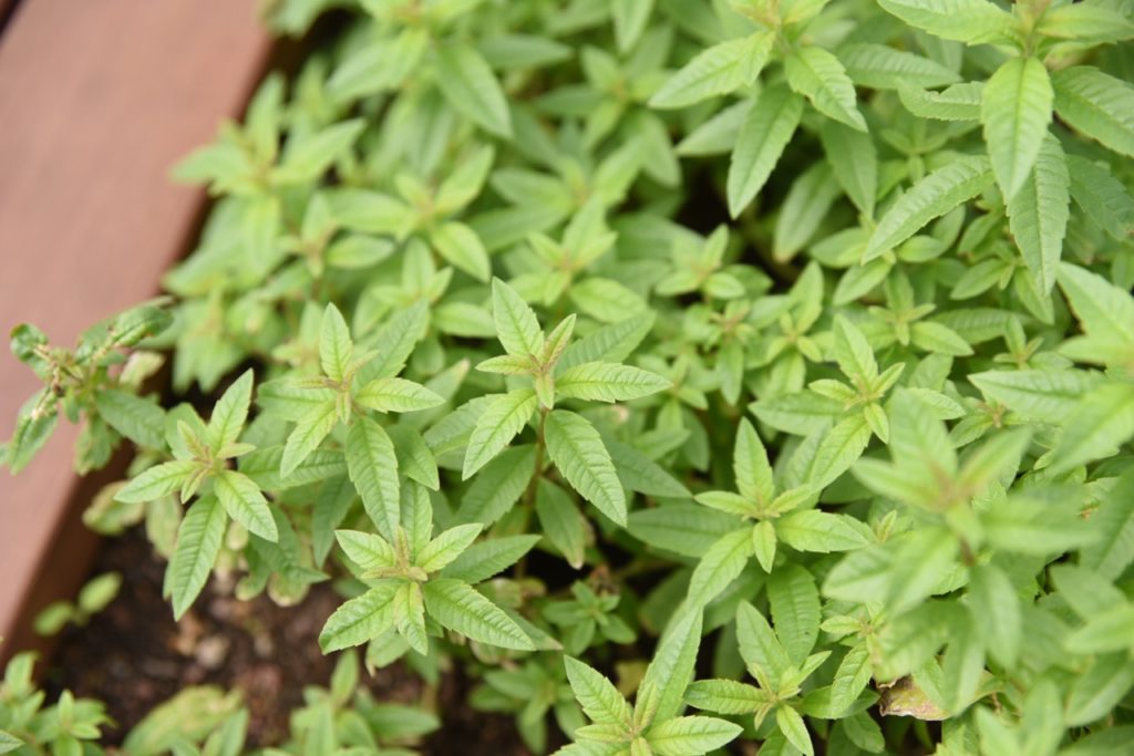 lemon verbena with thin, ovate green leaves growing in a raised garden bed