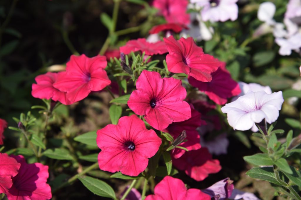 petunia tidal wave with pink and white flowers and fuzzy lanceolate leaves