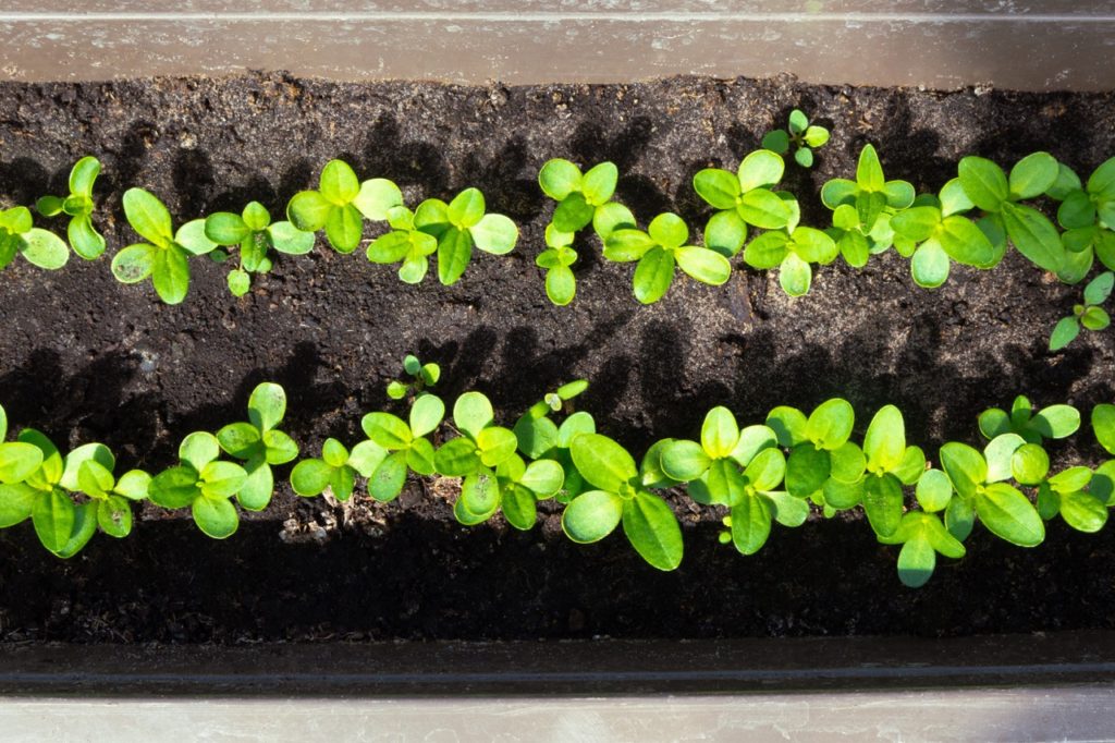 two rows of zinnia seedlings growing in a raised garden trough 