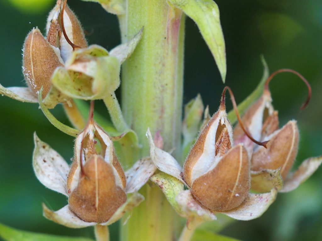 close-up of the brown seed pods from a foxglove plant