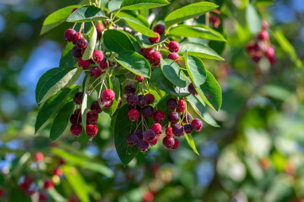 Amelanchier with rounded red berries and ovate green leaves