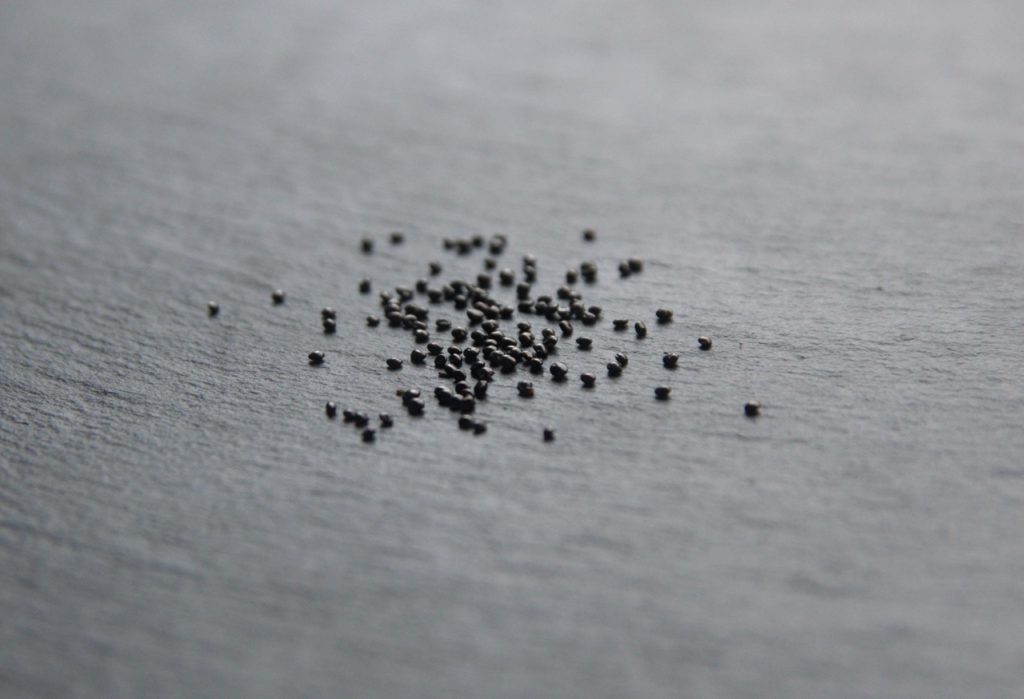 round black seeds from a celosia plant on a grey table surface indoors