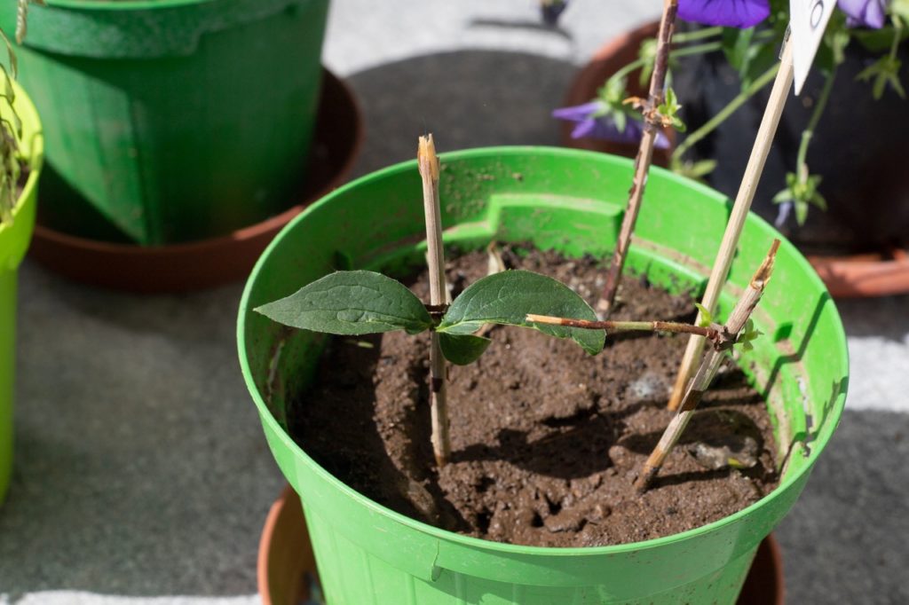 verbena cuttings in a green pot full of soil growing outside next to other potted plants