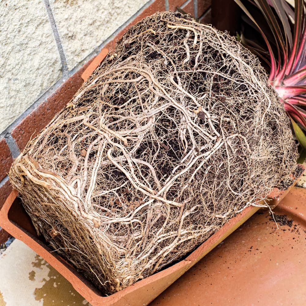 a potbound cordyline plant with visible root restriction