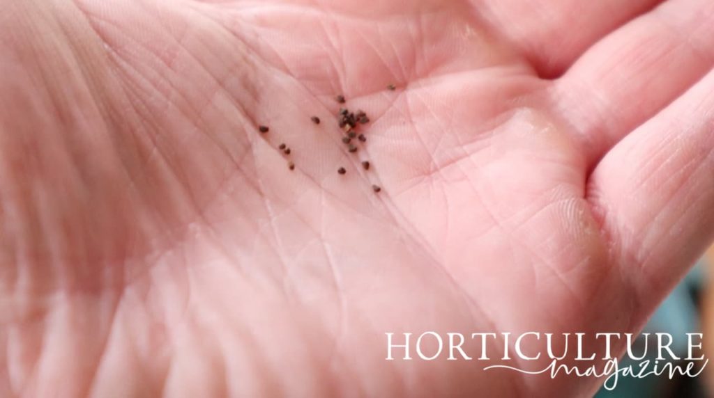 tiny brown penstemon seeds in the palm of a hand