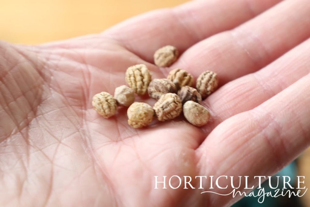 nasturtium seeds shown in the palm of an outstretched hand