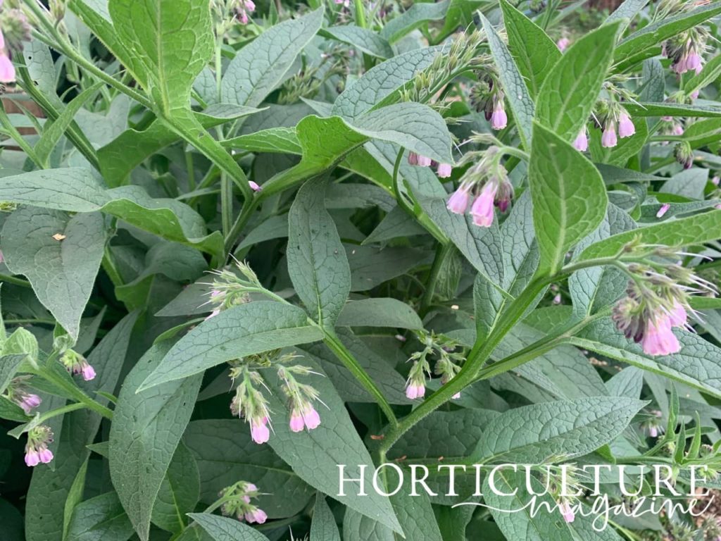 close view of the foliage and flowers of a comfrey plant in early summer