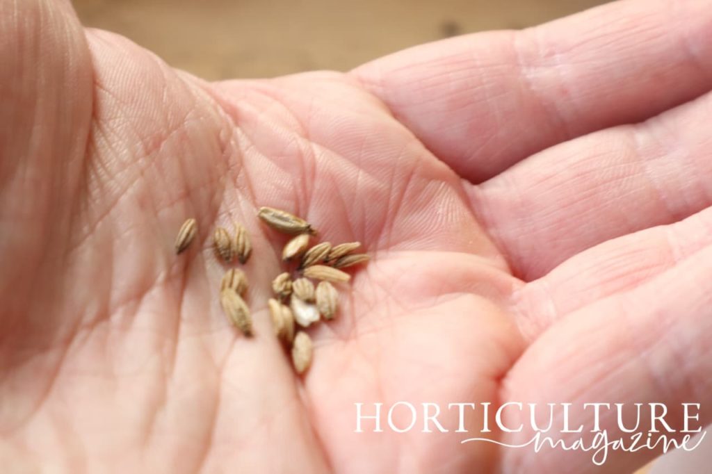 great masterwort seeds being held in the palm of a hand
