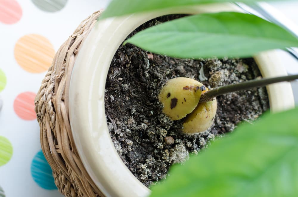 an avocado plant sprouting from a stone in a large round wicker pot
