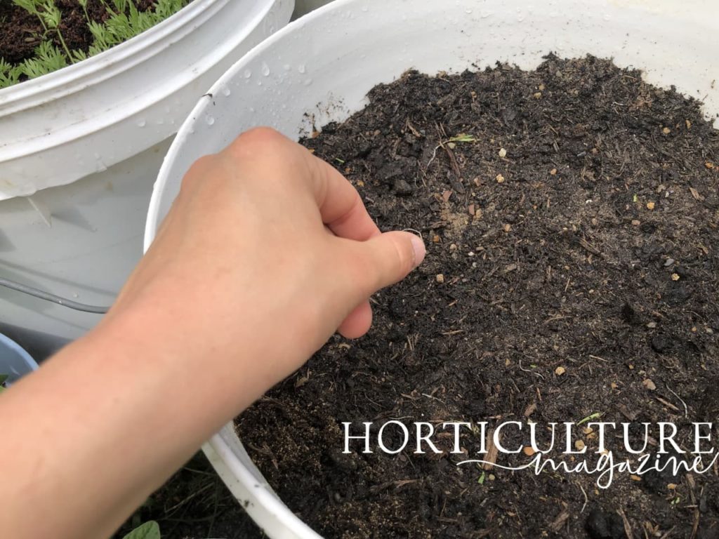 hand sowing carrot seeds in fresh compost
