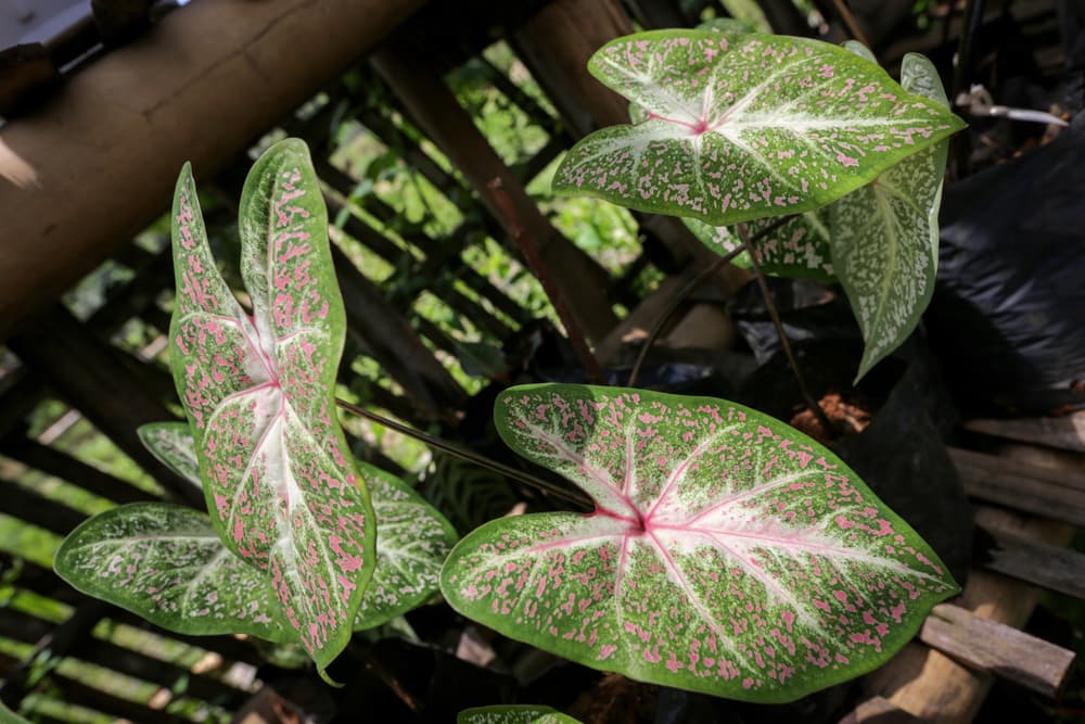speckled leaves of a potted caladium galaxy plant on a balcony