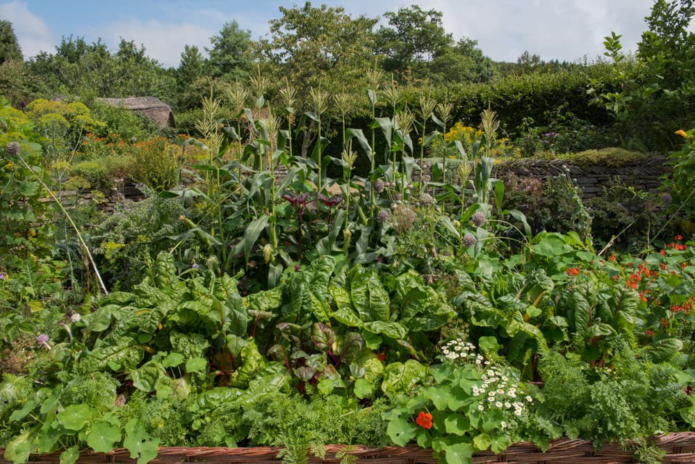 vegetables, herbs and companion flowers such as nasturtium growing together in a large dedicated area