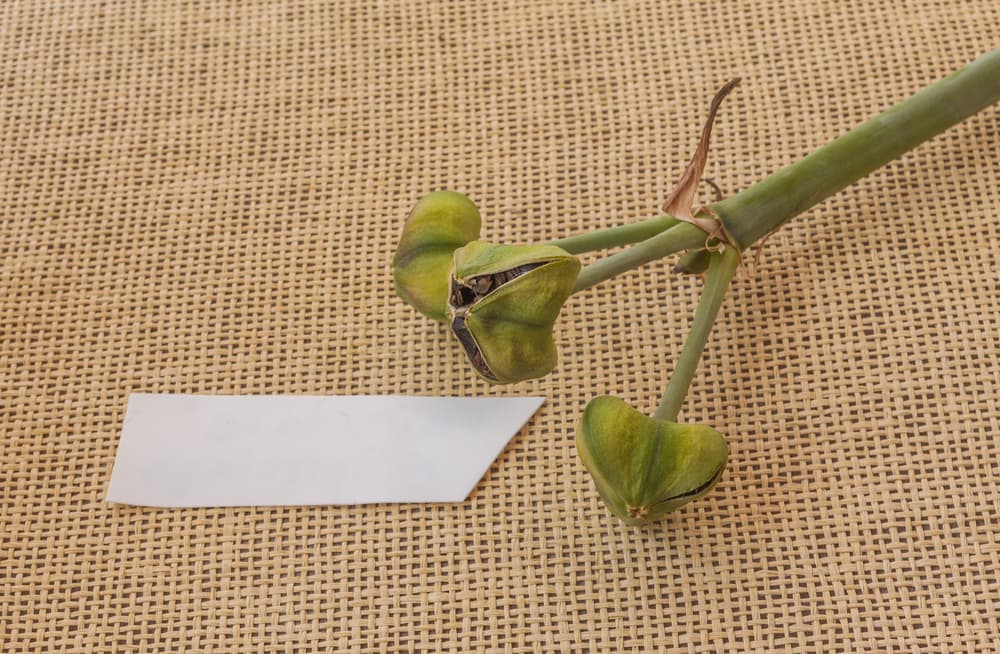closed seed pods of a mature amaryllis plant stem