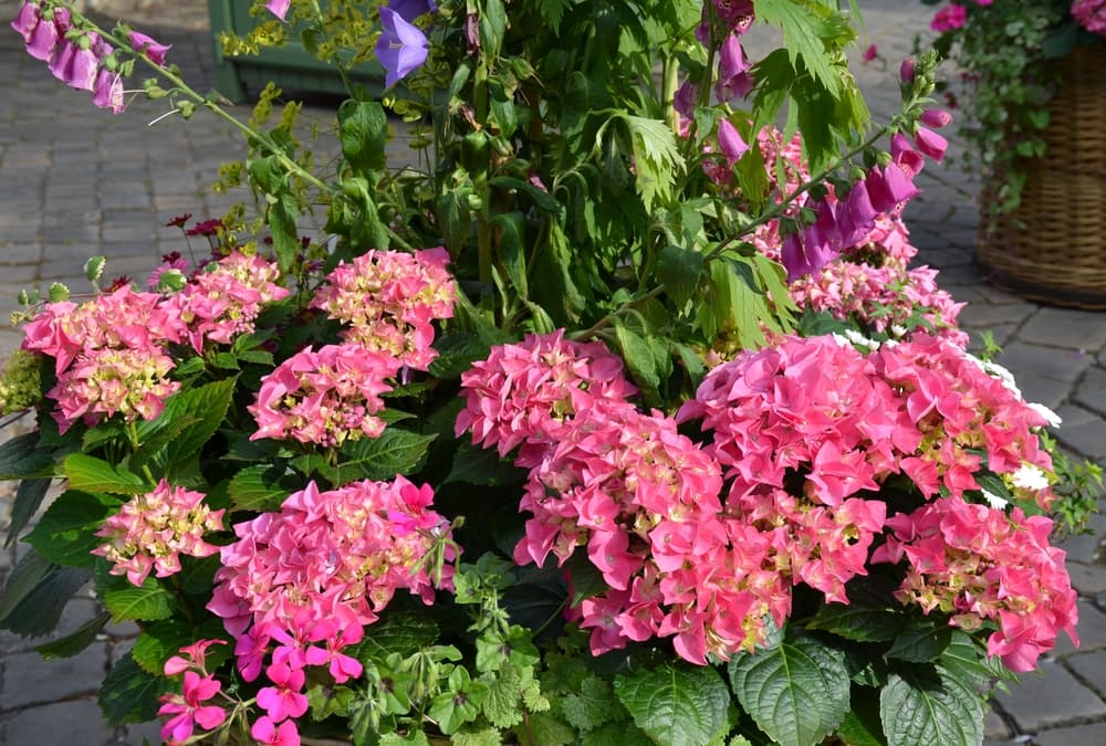pink hydrangea, geraniums and foxgloves growing together in a large outdoor pot