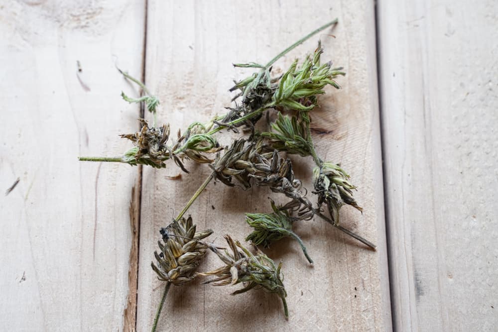freshly deadheaded verbena seed pods