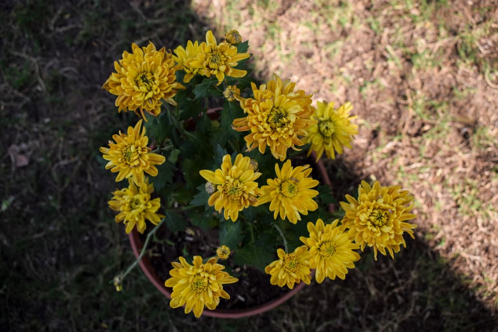 a potted chrysanthemum plant with withering flowers sat in a shaded area
