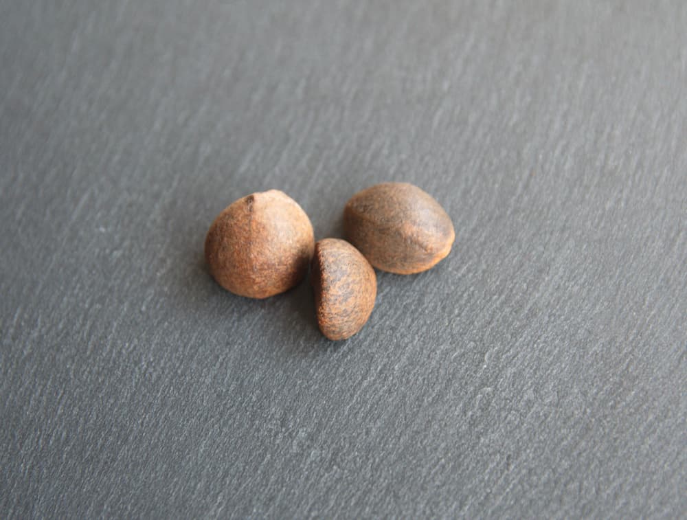 camellia seeds on a grey surface