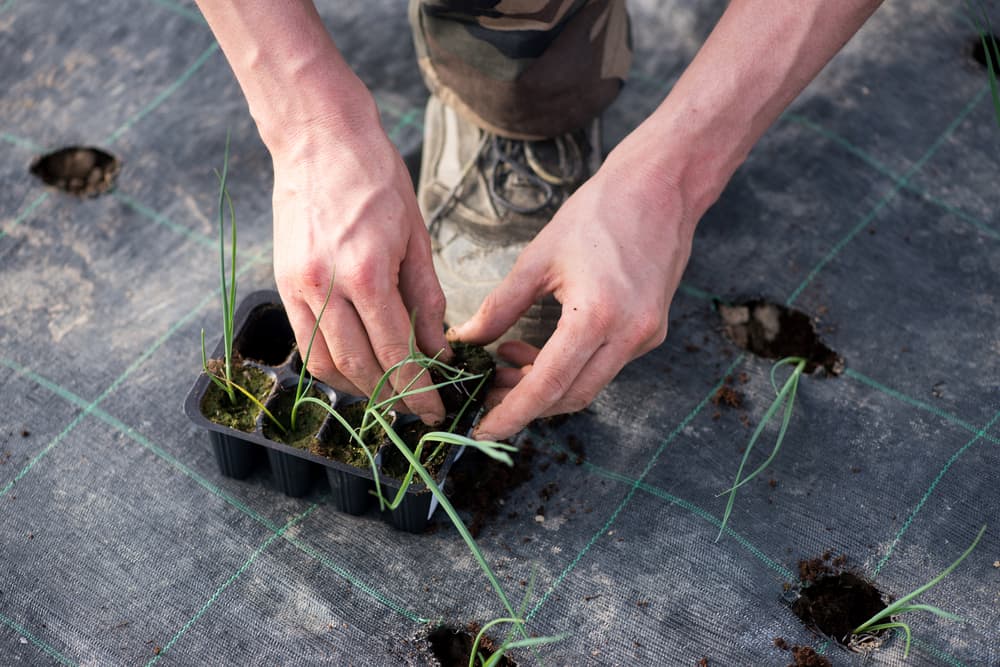 gardener removing Allium porrum seedlings from a module tray