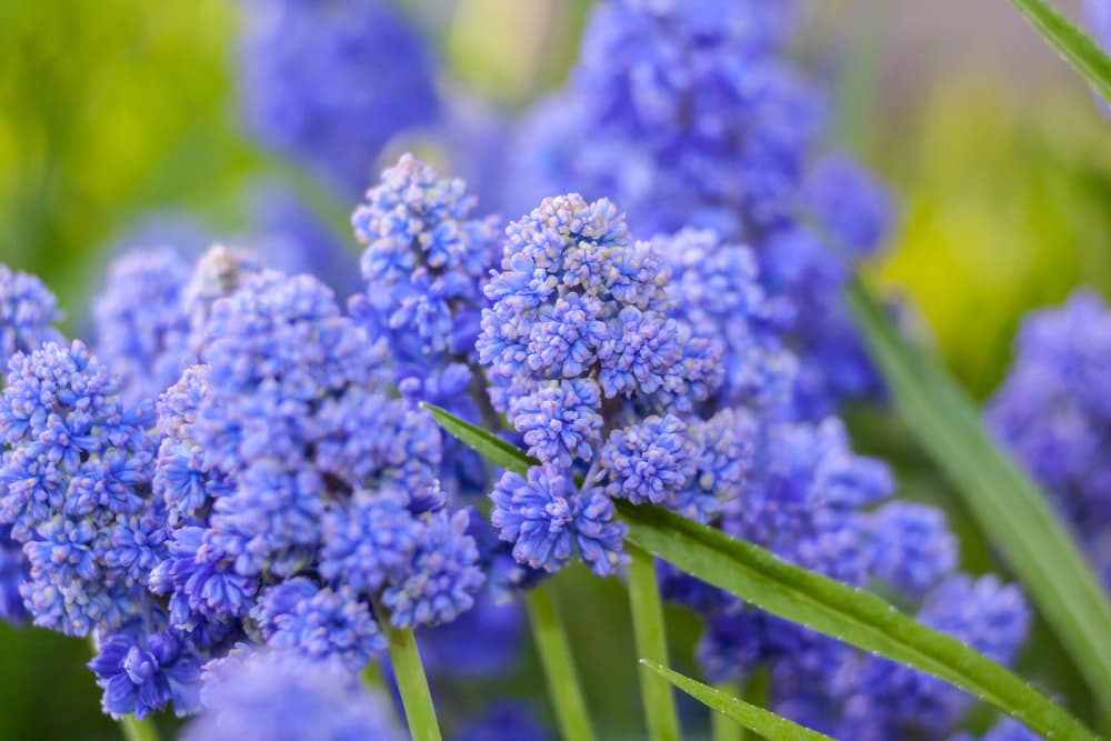 flowers of M. armeniacum 'Blue Spike'