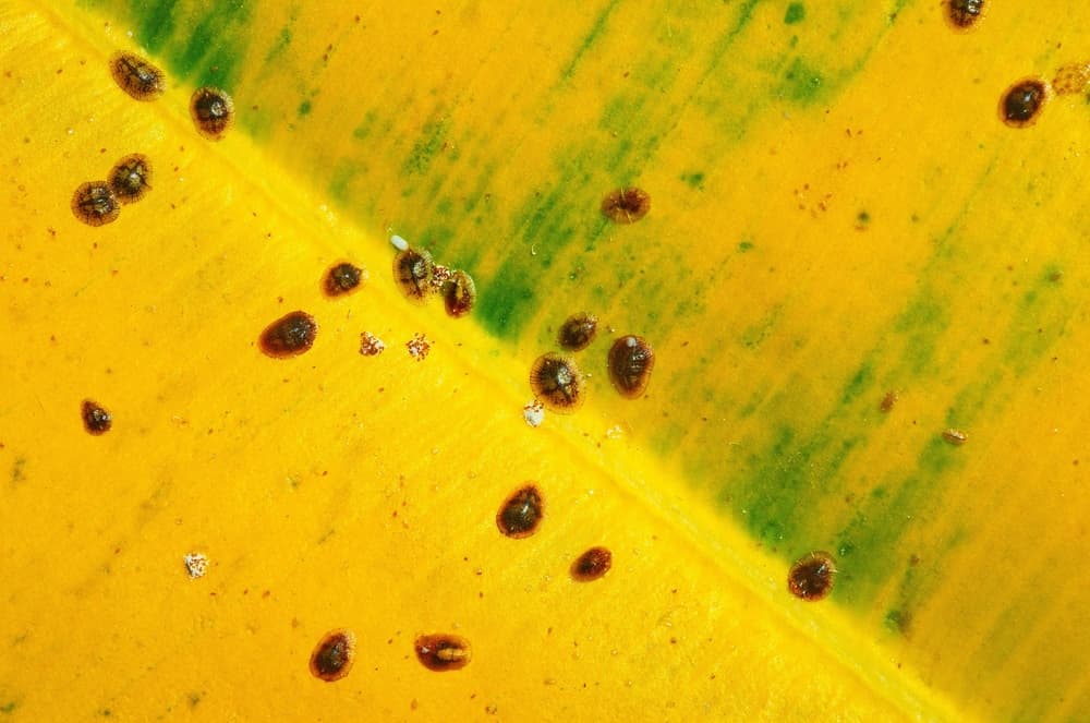 magnified view of scale insects on a leaf that has turned yellow