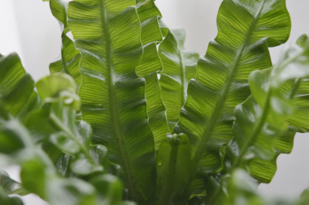 crispy wave spleenwort against a white background