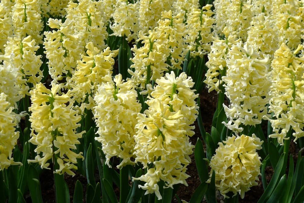 H. 'Yellow Queen' in flower