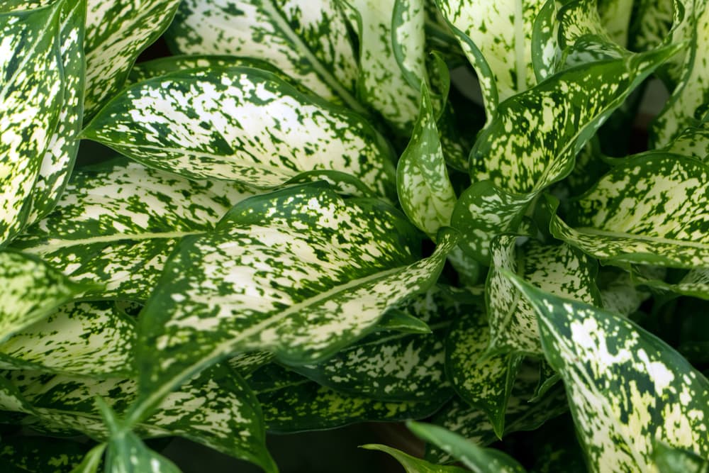 green and white speckled leaves of D. maculata
