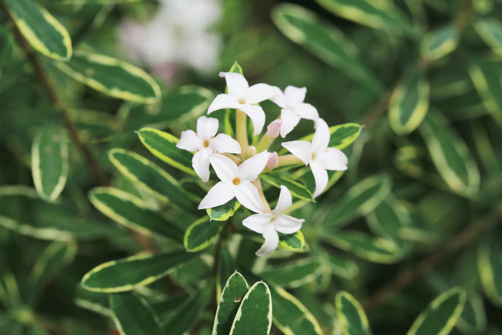 Burkwood daphne with white flowers in august