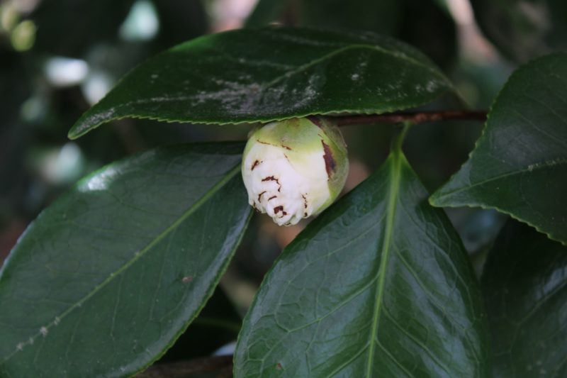 3 Reasons Your Camellia Buds Are Dropping / Not Flowering